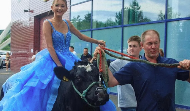 Adoleshentja i shtang të gjithë, shkon në mbrëmjen e maturës hipur mbi një lopë ( VIDEO )