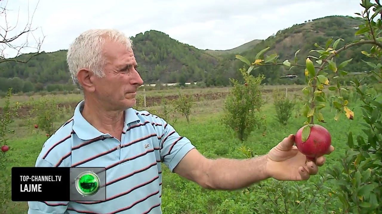 Jo vetêm viça me dy kokë/ Cudia e MADHE, fermeri nga Elbasan mbolli 480 rrënjë shegë, vë duart në kokë kur shef çfarë i mbin